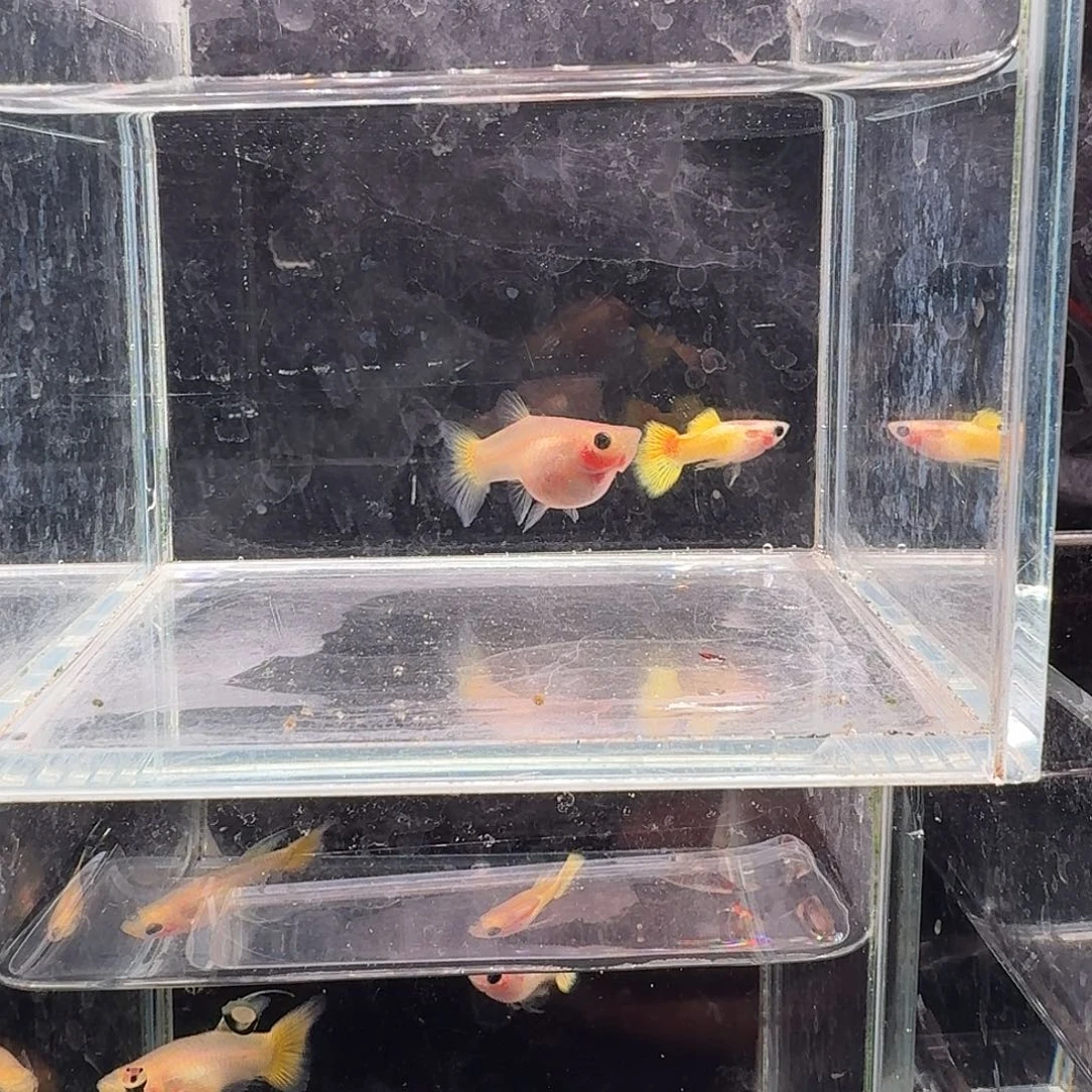 孔雀鱼黄金玻璃猫1对