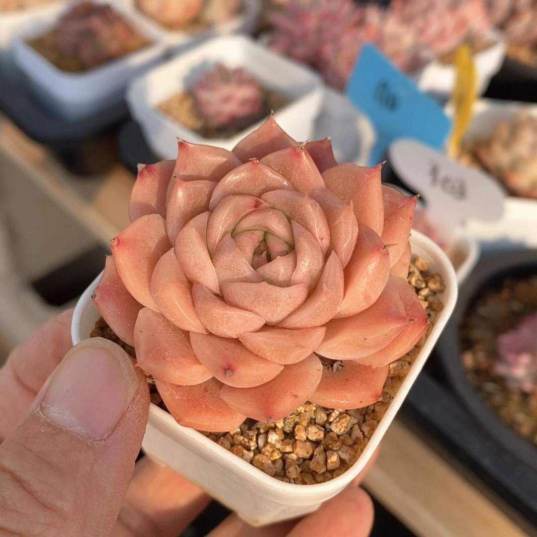 精品多肉一物一拍不包整8