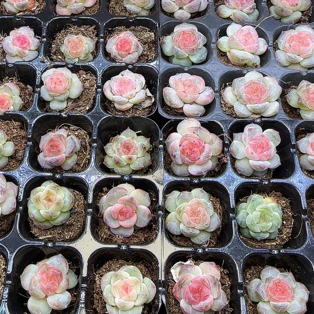 熊***宝15盘【满29包邮非偏远】