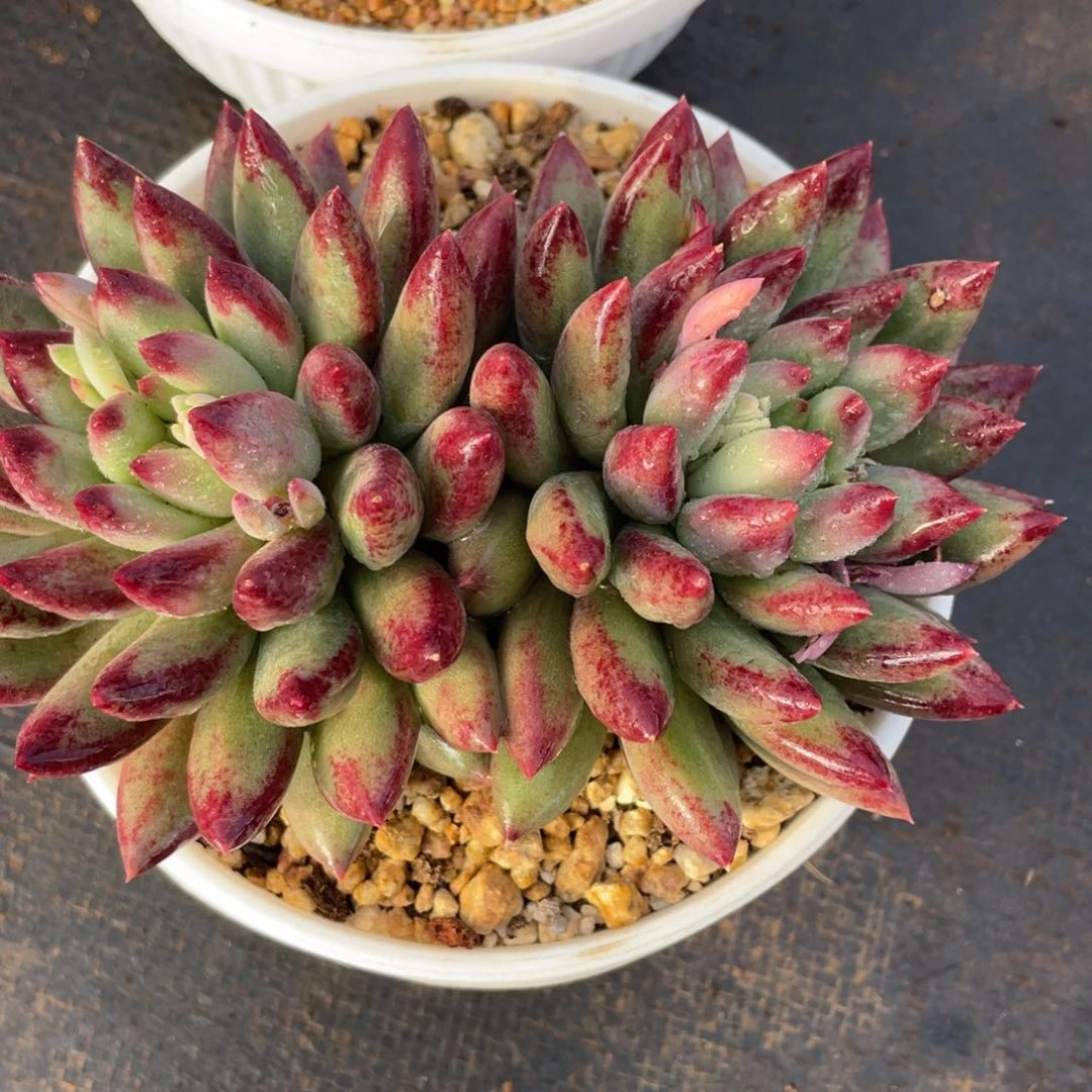 梅**?姐姐说她真的有男朋友