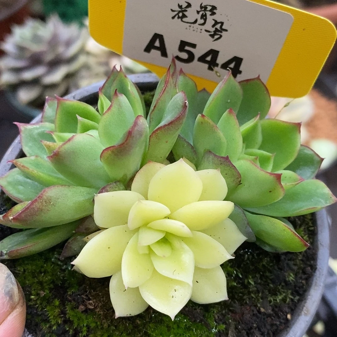 544曼陀罗哈哈哈哈哈哈哈