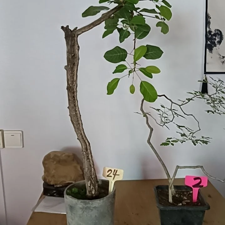 当前无花朵，栽培后可花朵