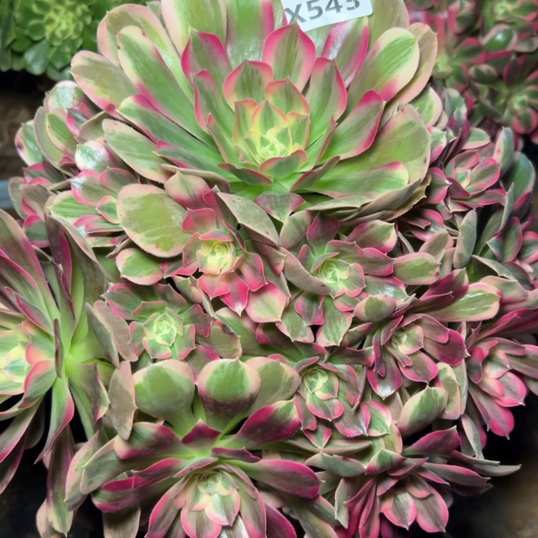 543男神，满20包邮