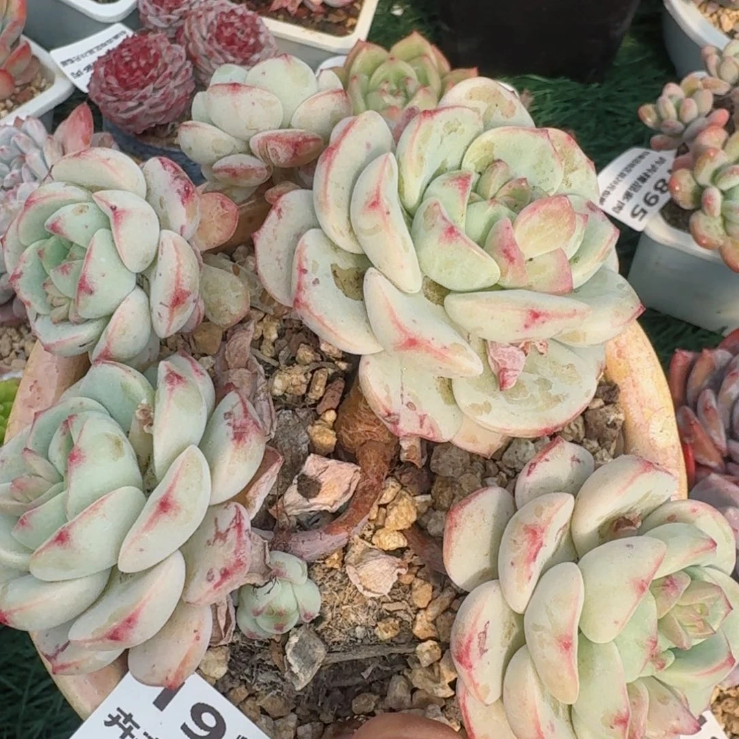 1920一物一拍（满28包邮）