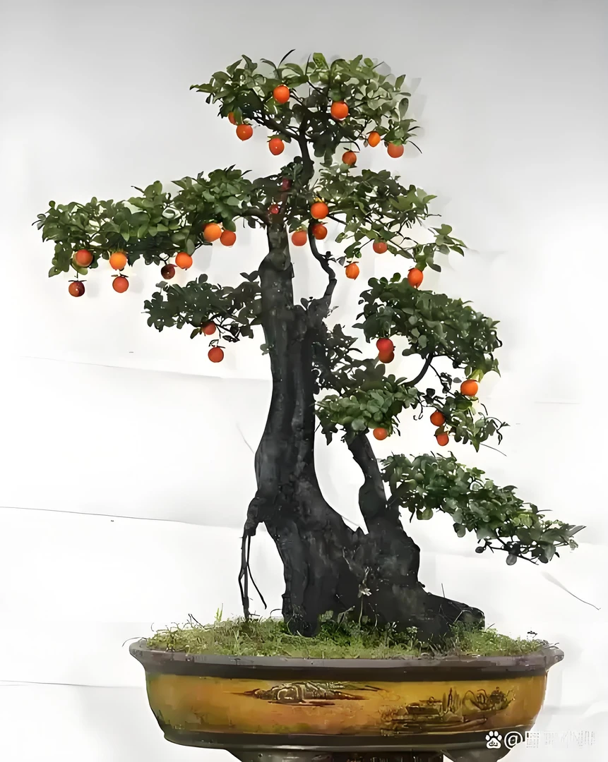 金弹子盆景（不保果）