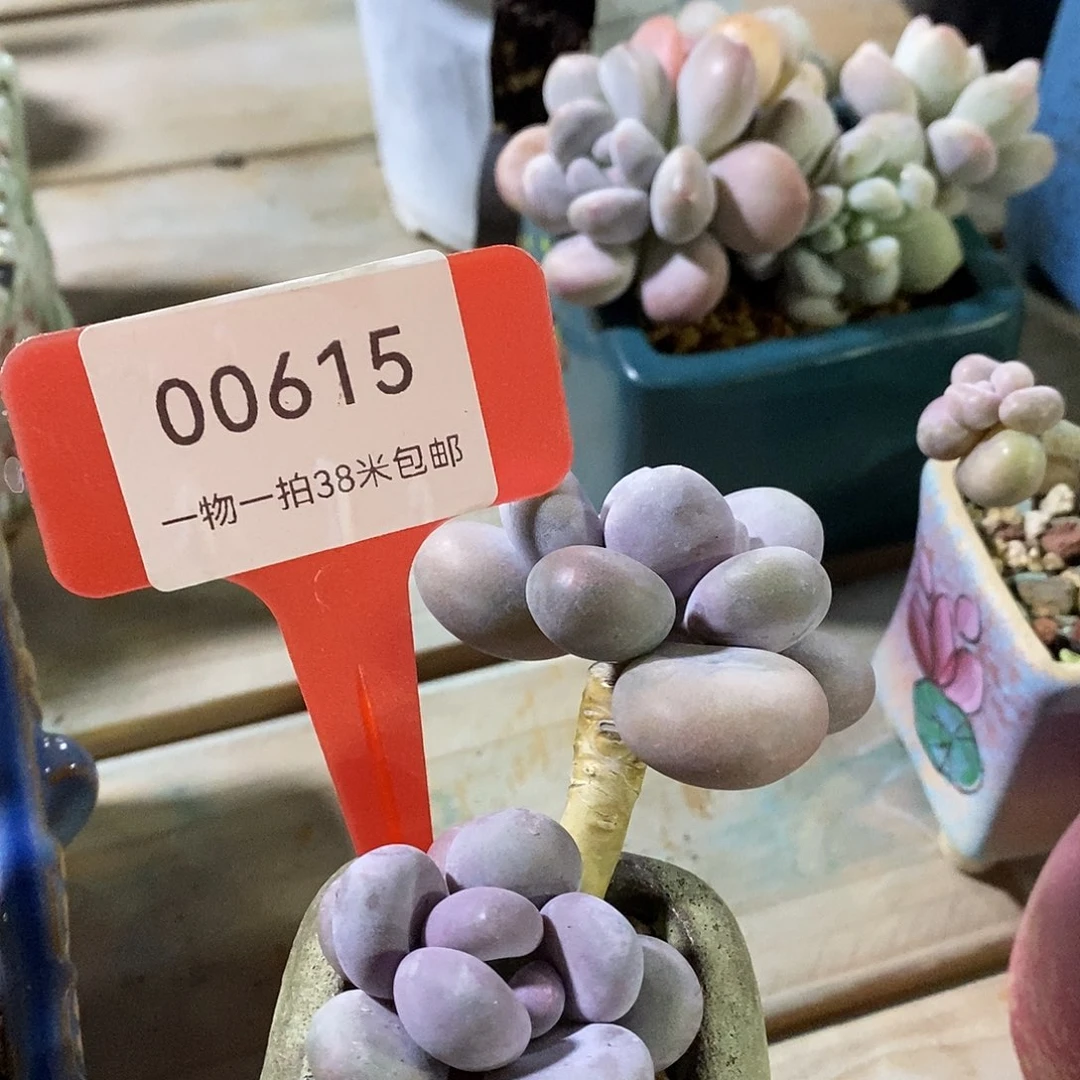 00615，，哭死了吗猪头了咯咯