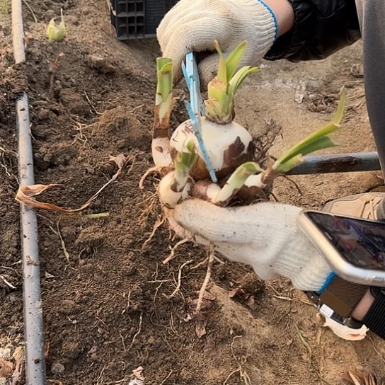 睡衣派对籽播苗2号 6.5+5开花可能变异 开花无售后