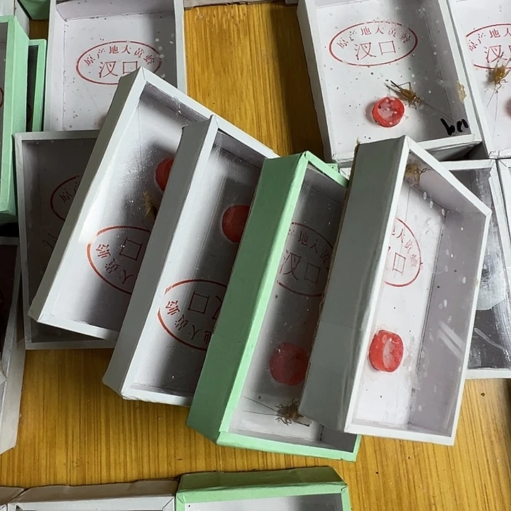 5只中长须野黄蛉好看