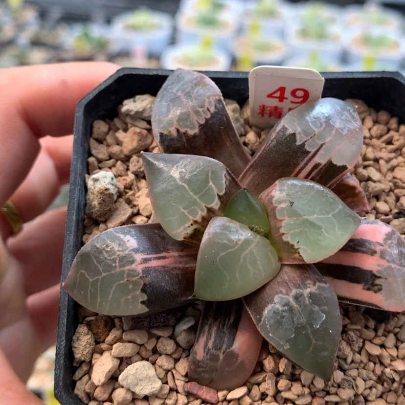 【闪购商品】49火凤凰