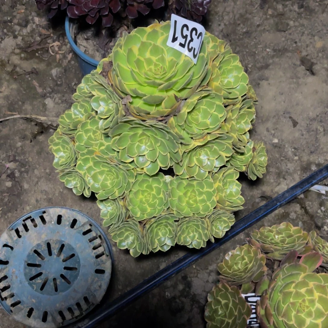 粉花妖26///30包邮