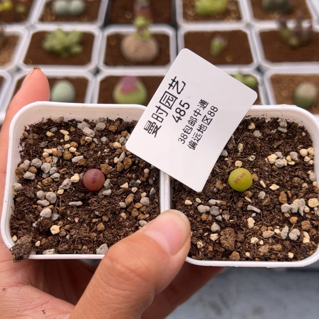 485号将杂2.12多肉