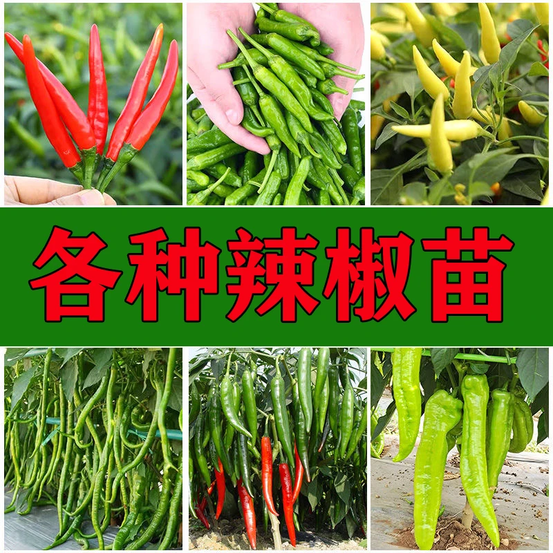辣椒苗大全线椒薄皮椒甜椒美人朝天椒羊角尖椒螺丝椒杭椒四季种植