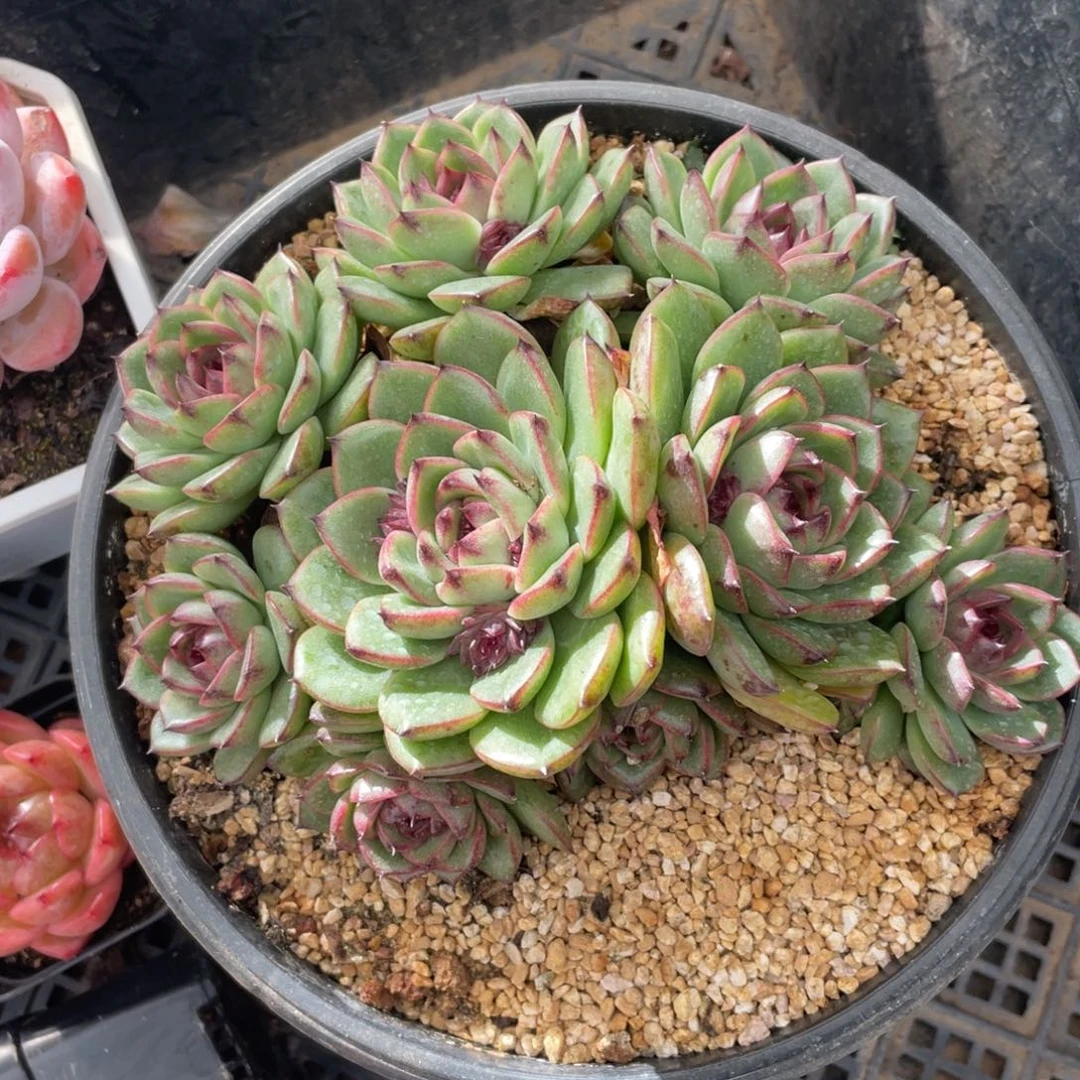 鲜花饼冠幅15 公分一物一拍