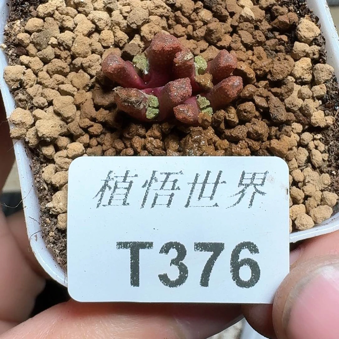 句*。376号多肉植物哇cv