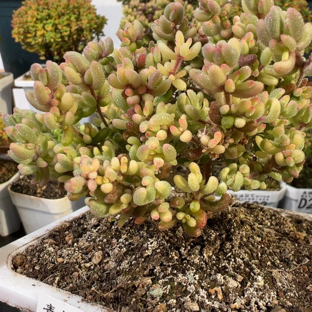 D2623红宝石锦一物一拍