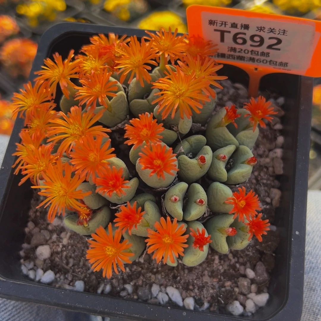 692 一物一拍，默认有伤，介意勿拍，不退不换