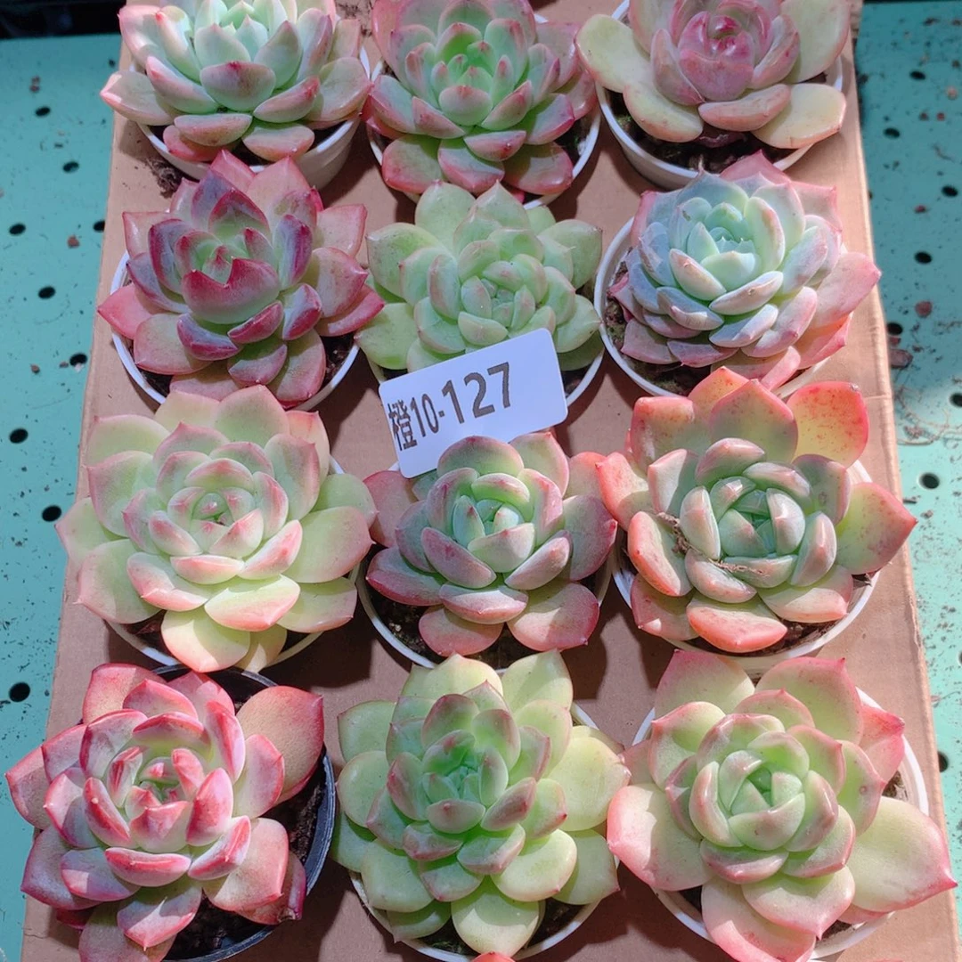 10-127一物一拍多肉带盆18颗