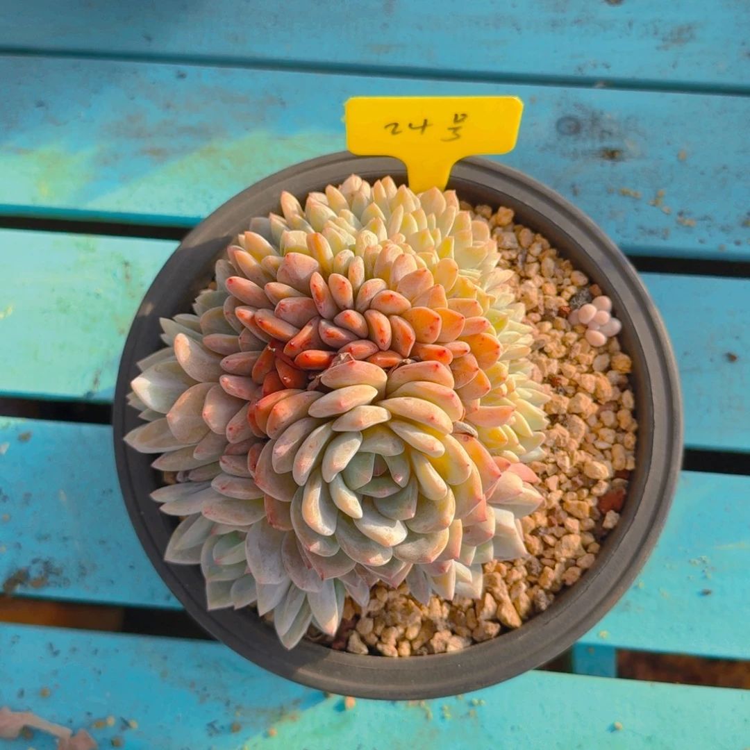 24号多肉111111111111