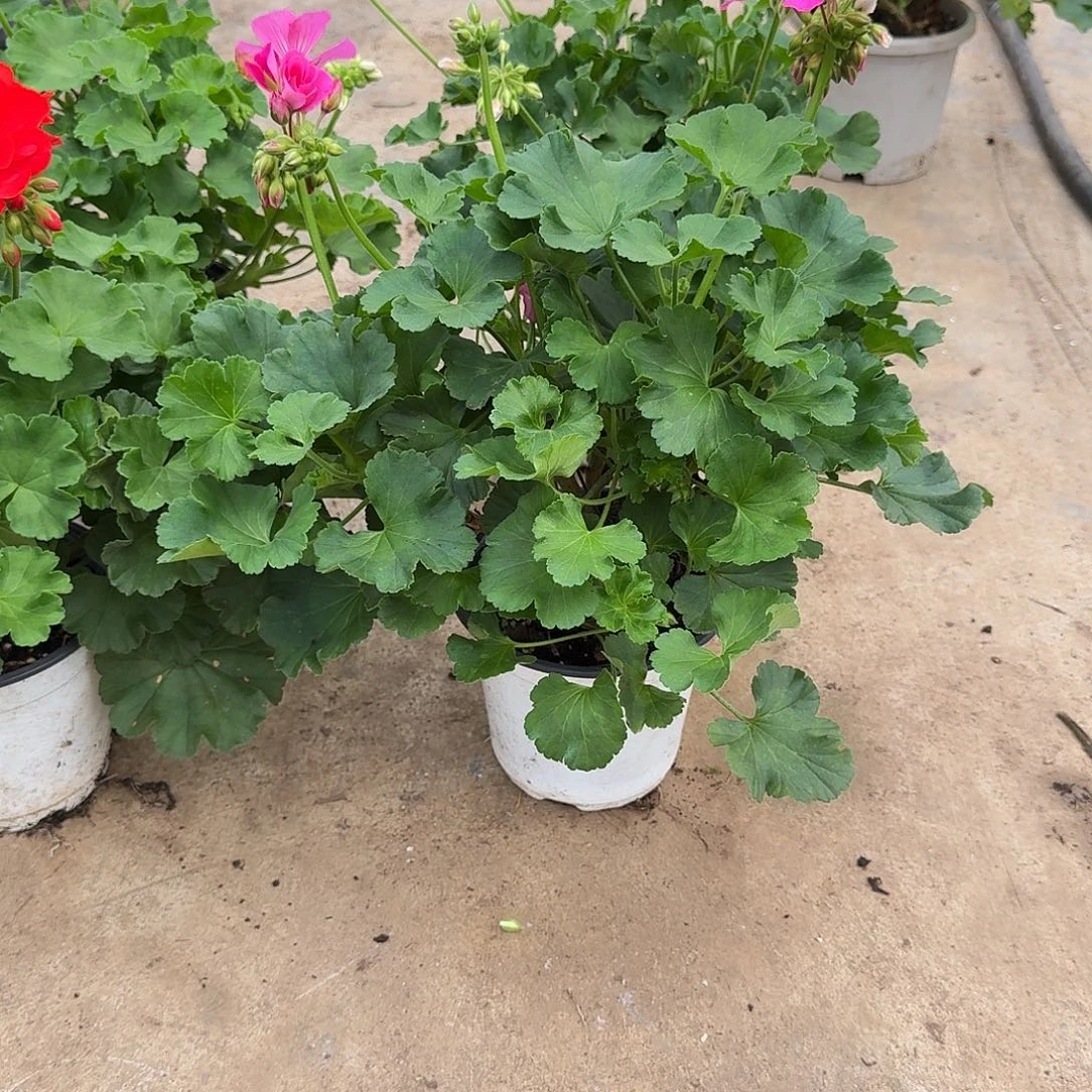 娜***月完全开放亮红➕魔力➕857➕苹果花