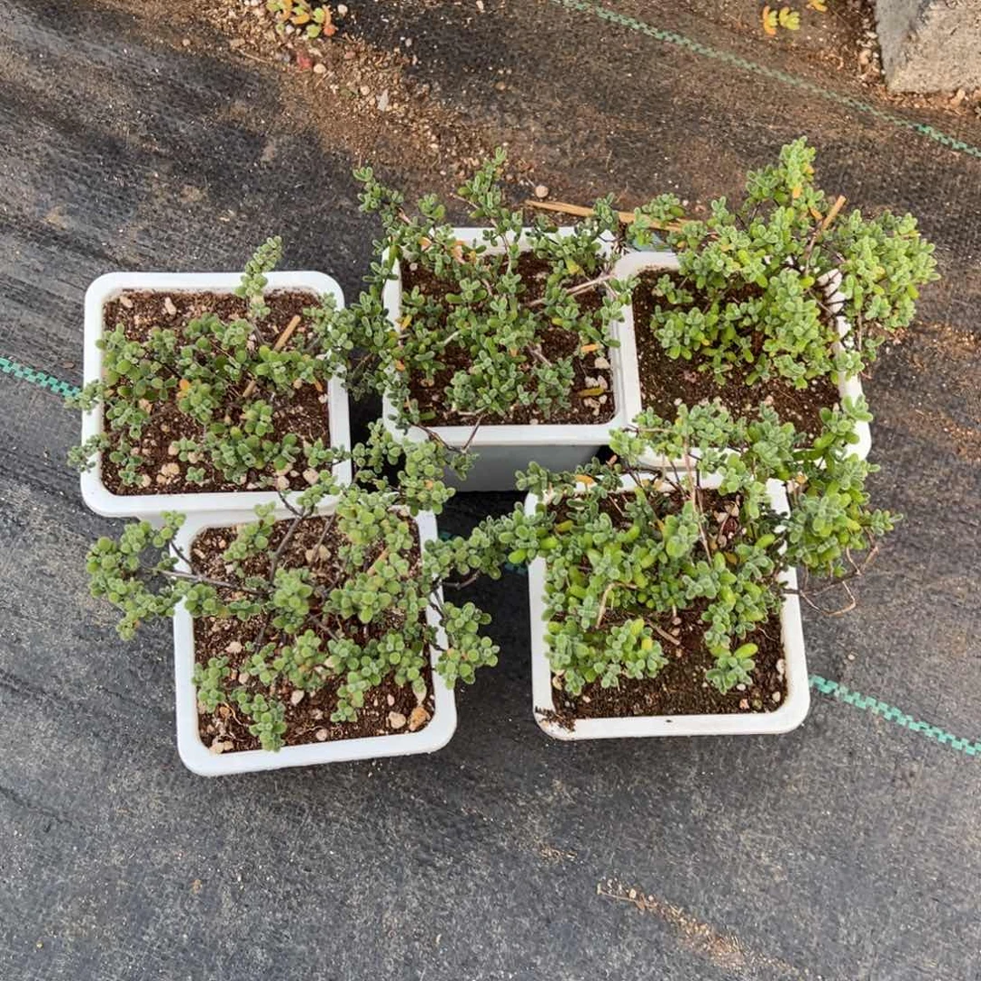 翡翠10方老桩精品