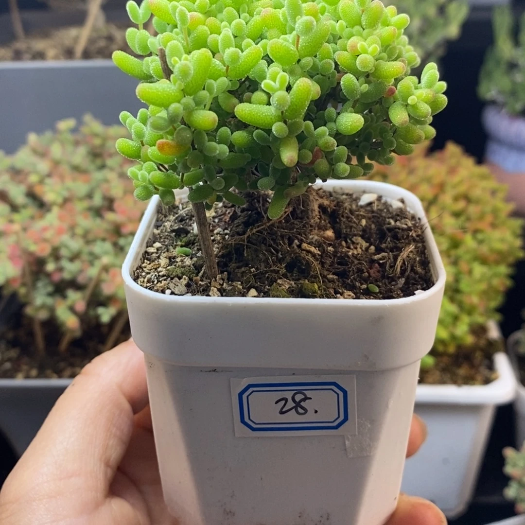 完全开放28号蜜橘（6.5cm）