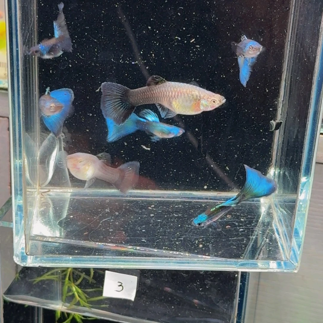 孔雀鱼莫斯科冰蓝种鱼1对，新疆西藏青海海南港澳不发