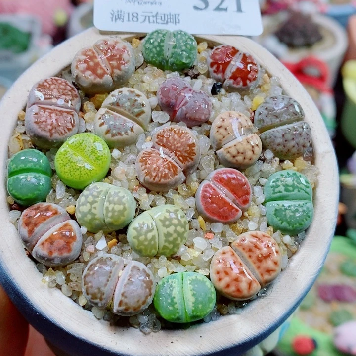 生石花花花花花花花321