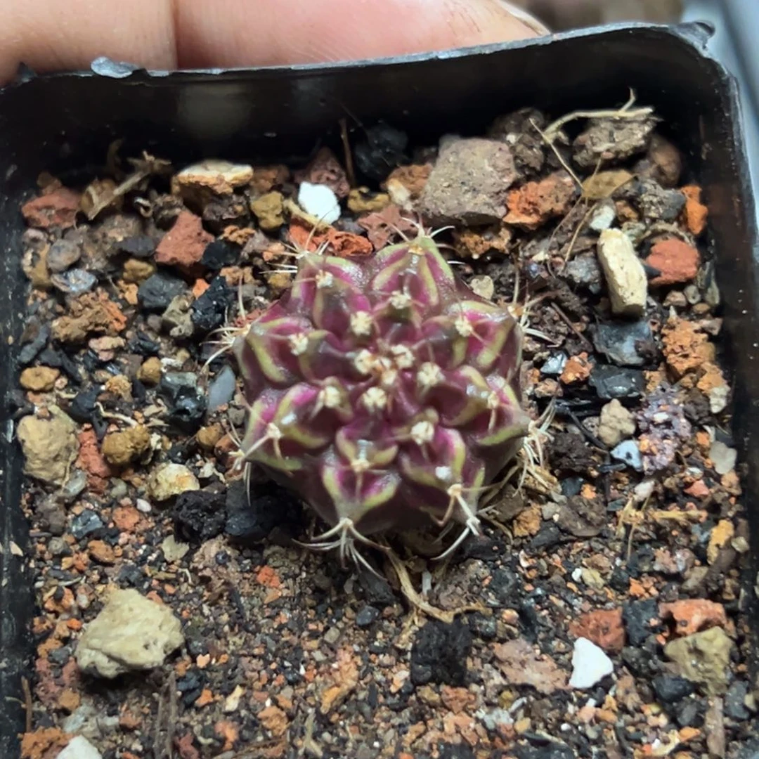 实生海神带盆土发货7