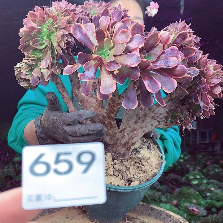柒柒精品多肉脱土发货不包断侧枝659