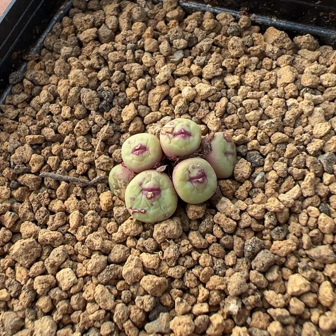 14-104小红嘴多肉植物