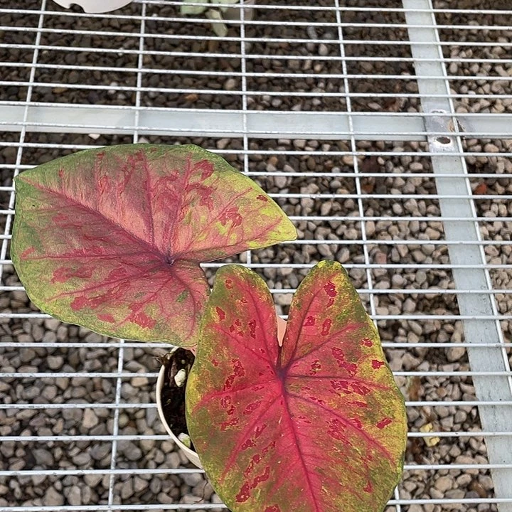 无花朵个体不售后