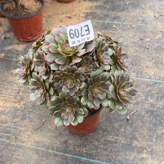 709半夏法师不包断枝