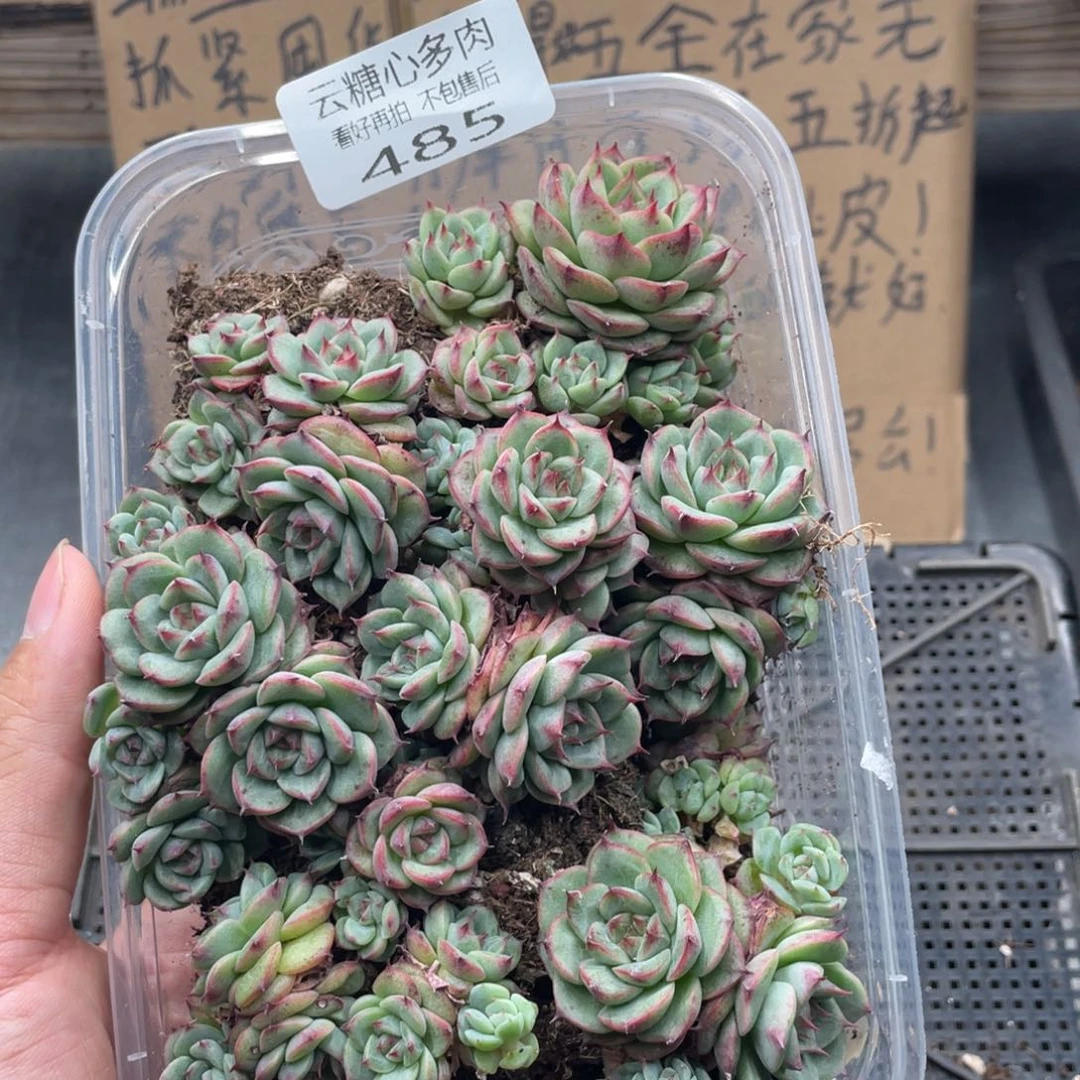 云糖心多肉植物485