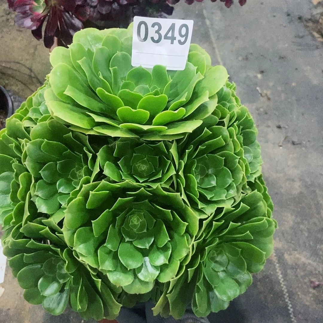 红陶0349绿玫瑰3多肉