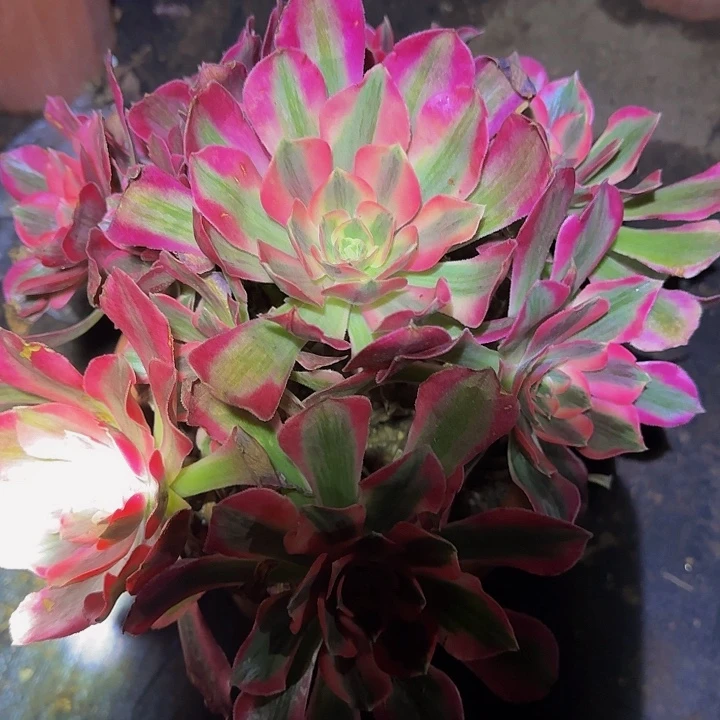 粉女巫开播福利26