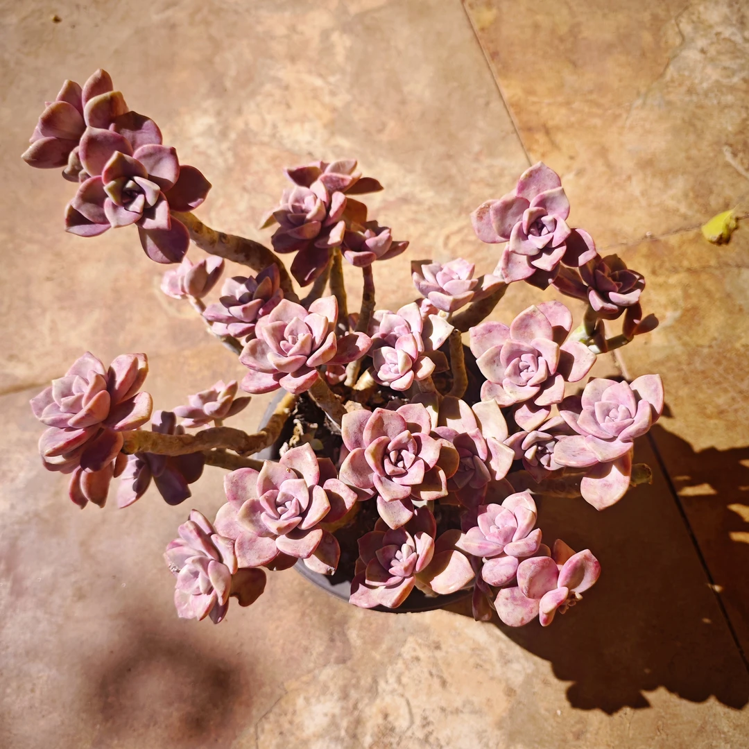 紫乐230#云大B1露  雪山多肉 新手必备好看好养一单包邮