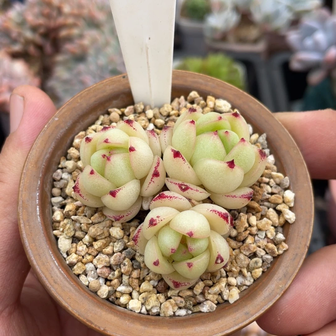 0247麦秆不带盆5厘米