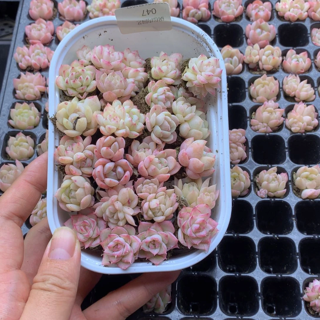 反反复复还是很开心047