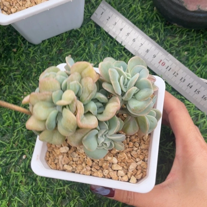 可爱玫瑰缀冠幅10 公分一物一拍