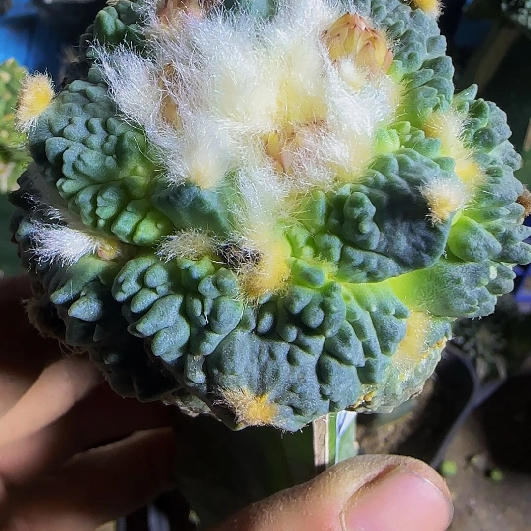 怒涛405仙人球开花