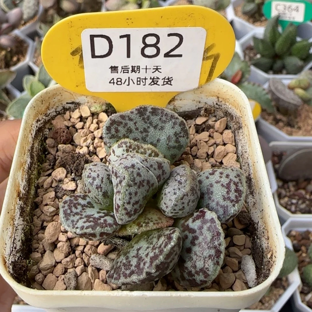 马蛋杂交后代。   182。