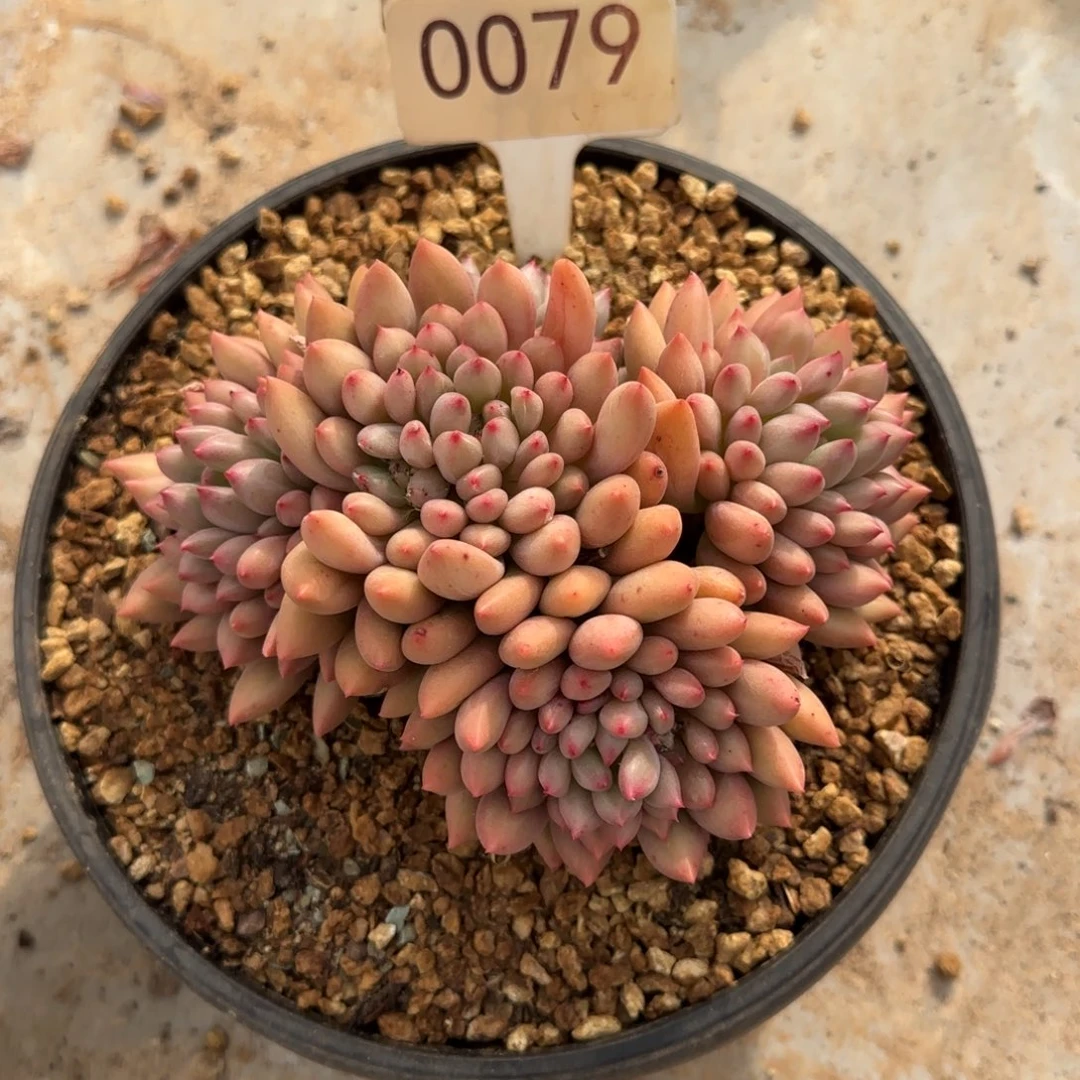 0079。    岩字。