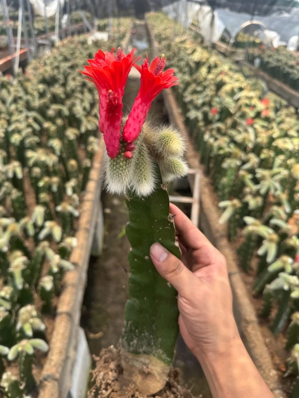 老桩九尾狐1颗3头起