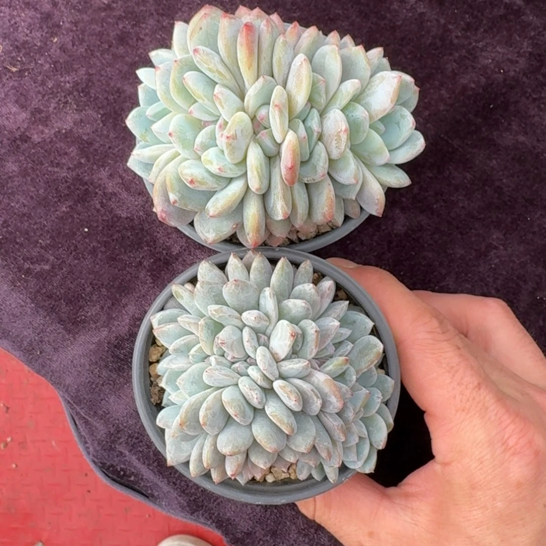 2颗一起一物一拍的