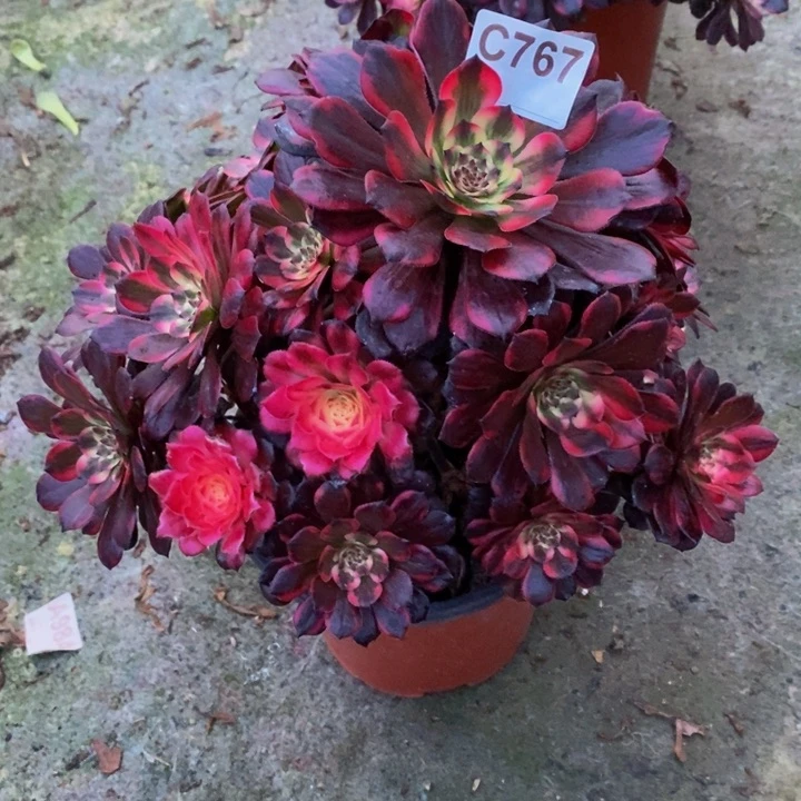 烟花多肉植物.767