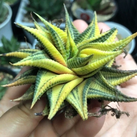 琉璃殿锦哈哈哈哈哈