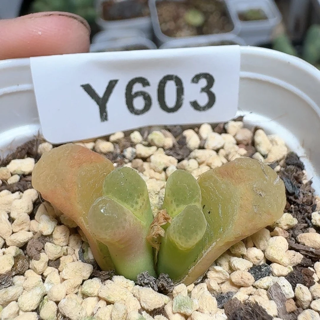 603盒多肉植物哇c v