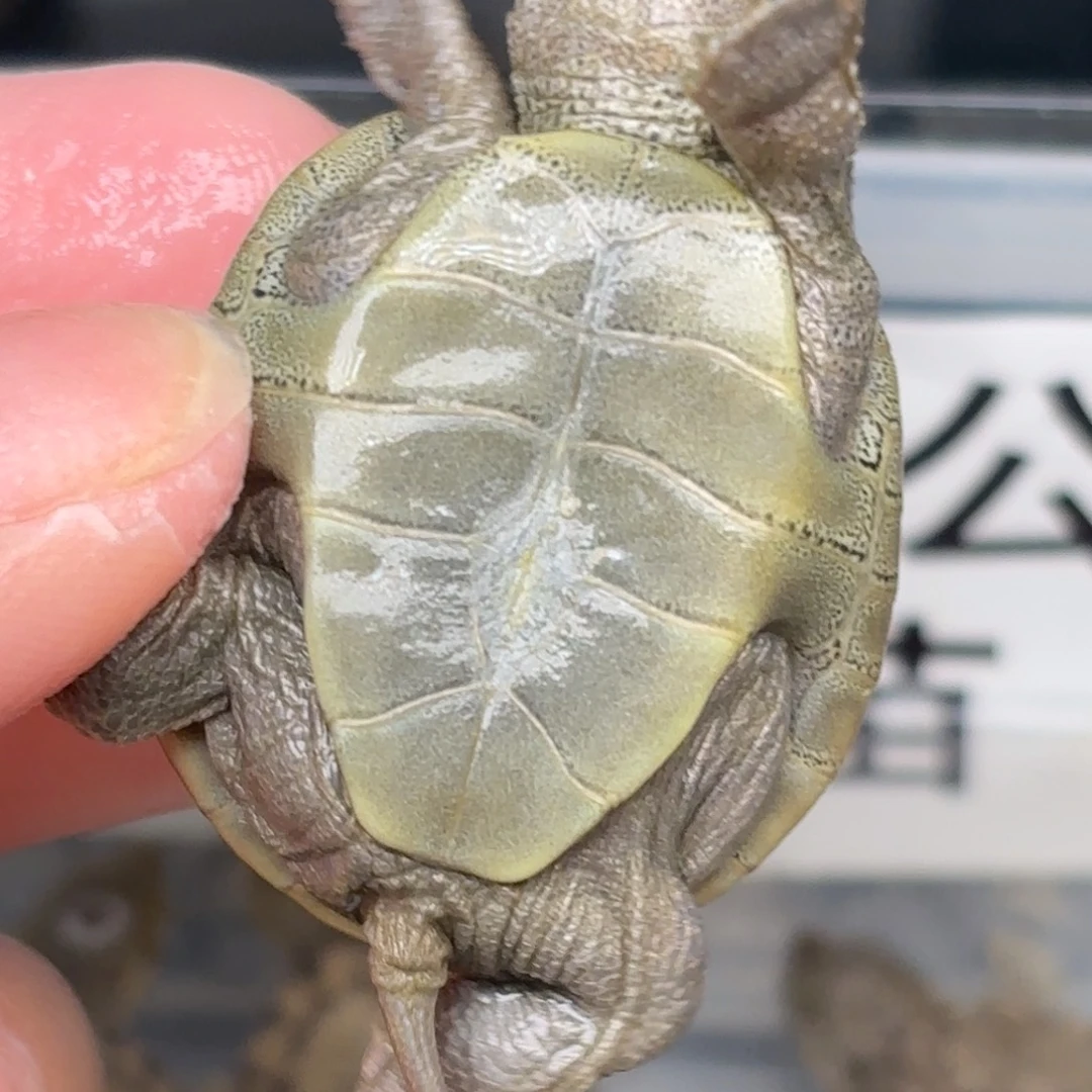 不分公母宠物龟全品小钻