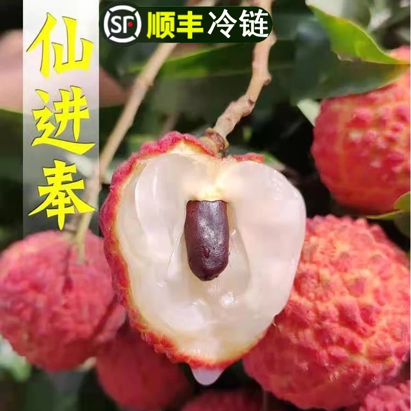顺丰冷链[仙进奉荔枝]核小肉厚肉质细腻 不泡冰水不泡药2-7斤净重