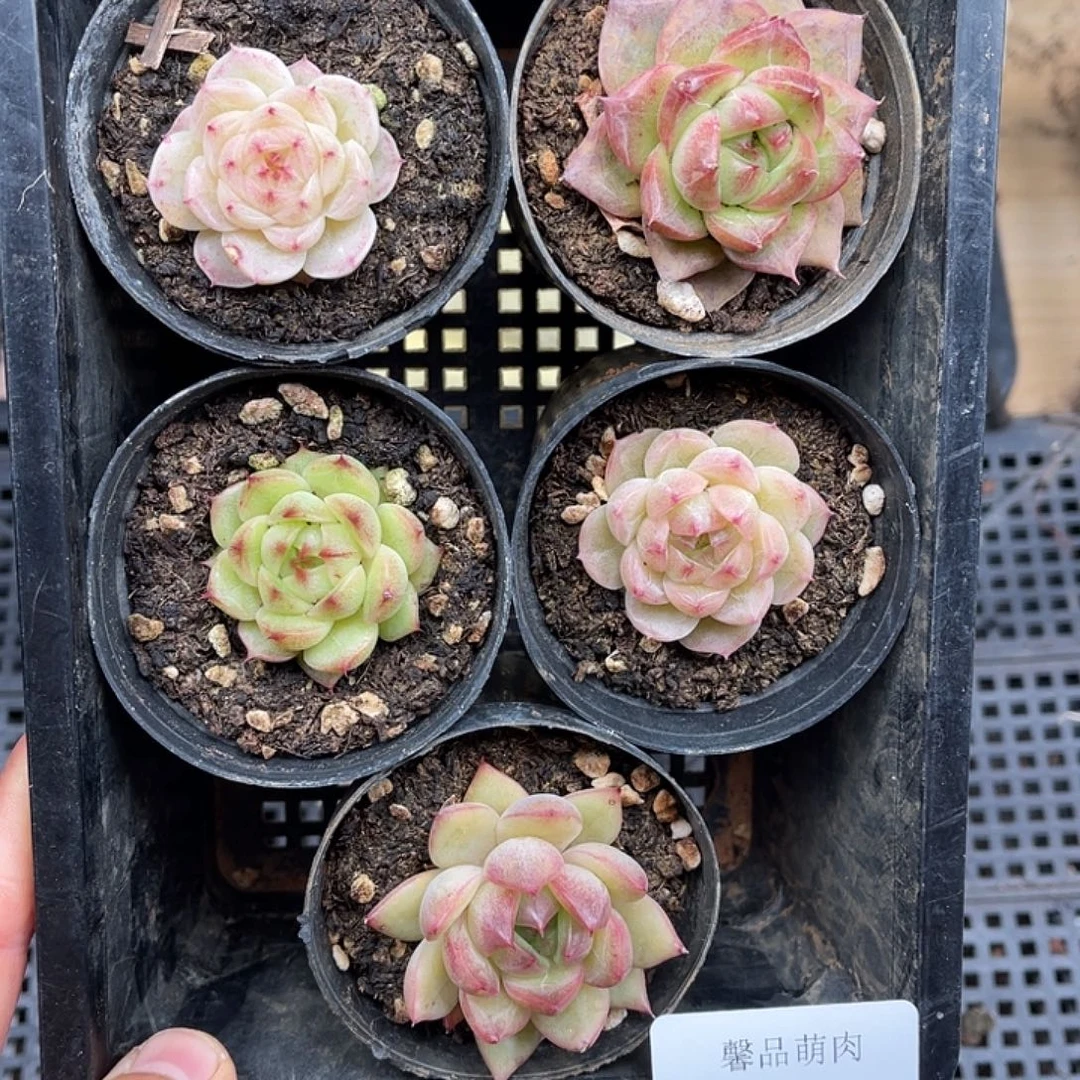 多肉一物一拍22-80